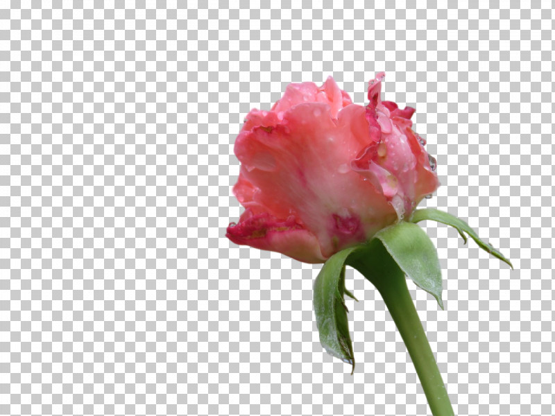 Rose PNG, Clipart, Biology, Bud, Carnation, Closeup, Cut Flowers Free PNG Download