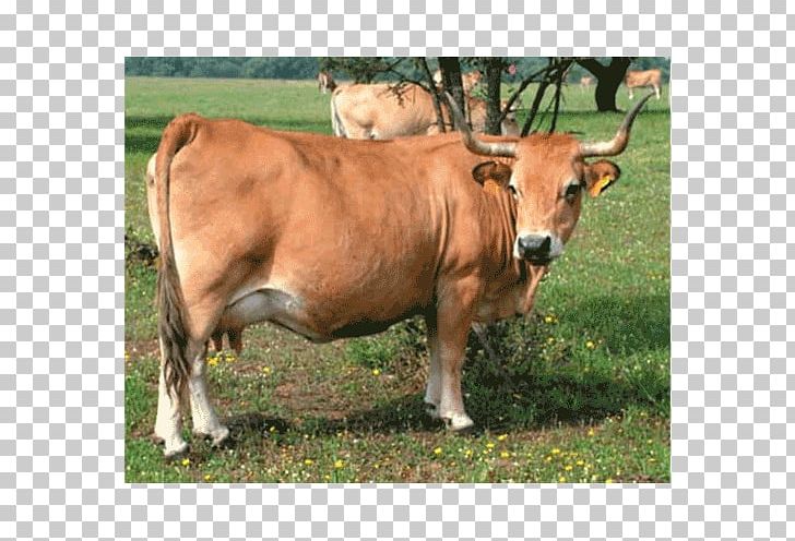 Abondance Cattle Bull Taurine Cattle Ox Breed PNG, Clipart, Animals, Bos, Brahman, Breed, Bull Free PNG Download