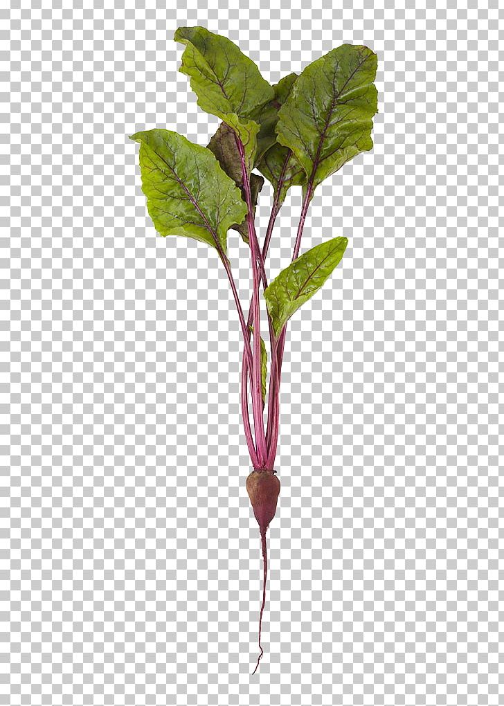 Common Beet Beetroot Vegetable Stock Photography PNG, Clipart, Beetroot, Beta, Betanin, Branch, Common Beet Free PNG Download