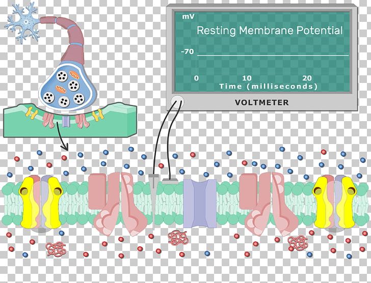 Depolarization Repolarization Neuron Postsynaptic Potential Cell Membrane PNG, Clipart, Acti, Area, Biology, Cell, Cell Membrane Free PNG Download