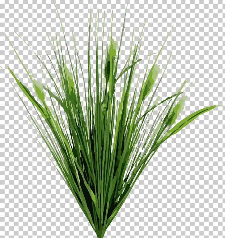 Dietes Typha Latifolia Cat Tail Pond Road Plant PNG, Clipart, Assets, Cat, Cattail, Cat Tail, Chrysopogon Zizanioides Free PNG Download