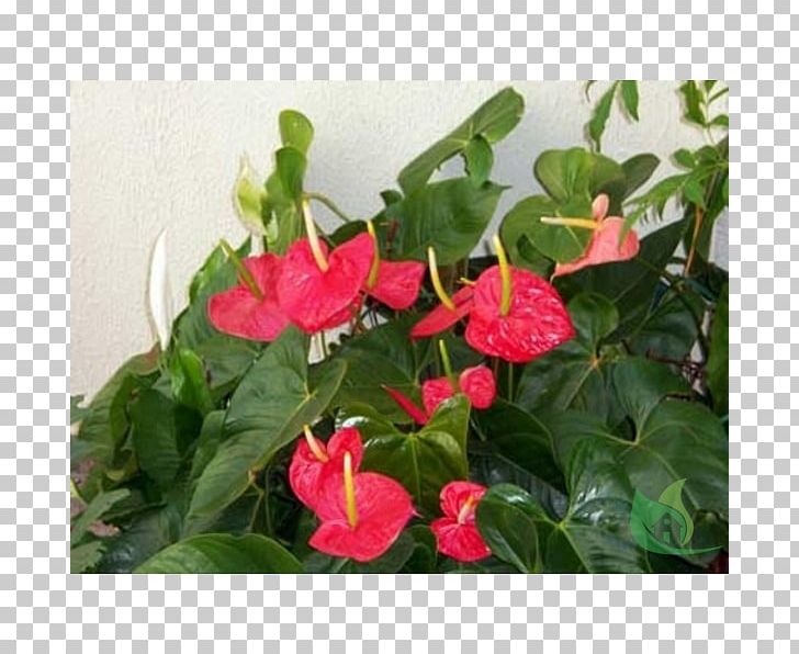 Flowerpot Garden Anthurium Andraeanum Houseplant PNG, Clipart, Annual Plant, Anthurium Andraeanum, Bonsai, Chlorophytum Comosum, Flower Free PNG Download