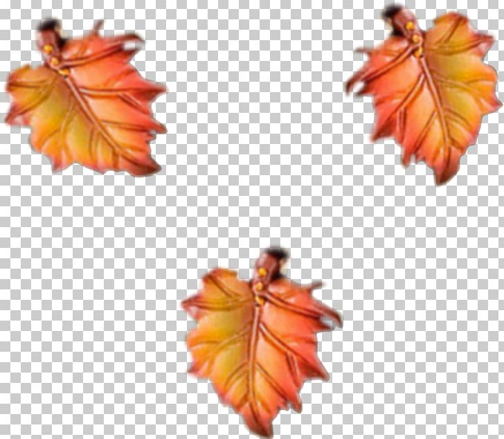 Orange Maple PNG, Clipart, Autumn Leaf Color, Download, Flower, Fruit Nut, Gratis Free PNG Download