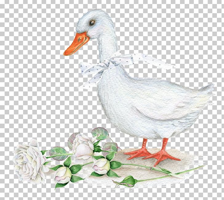 American Pekin Duck Bird PNG, Clipart, American Pekin, Animals, Beak, Decoration, Diagram Free PNG Download