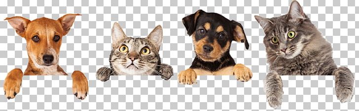 Dog–cat Relationship Dog–cat Relationship Veterinarian Pet PNG, Clipart, Animals, Carnivoran, Cat Like Mammal, Dog Breed, Dog Like Mammal Free PNG Download