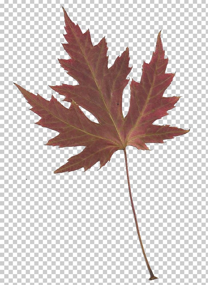 Maple Leaf Japanese Maple PNG, Clipart, Free Content, Green, Information, Japanese Maple, Japanese Maple Cliparts Free PNG Download