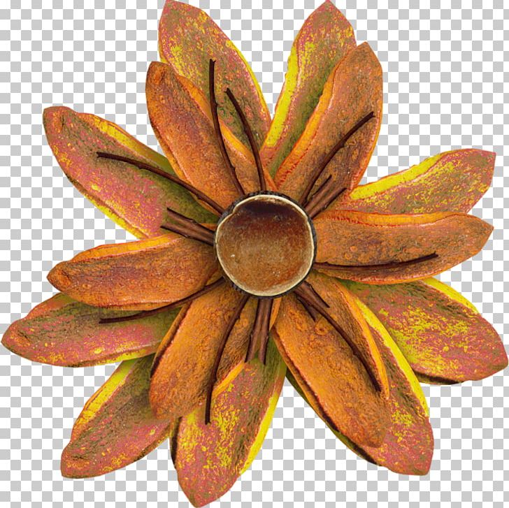Orange Flower PNG, Clipart, Art, Canvas, Color, Flowe, Flower Free PNG Download