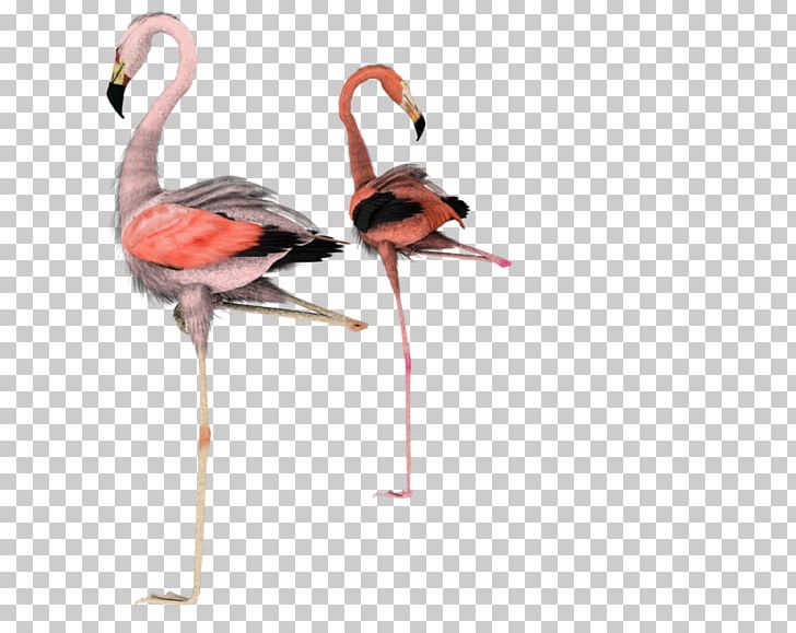 Water Bird Flamingo Rendering PNG, Clipart, 3d Computer Graphics, 3d Modeling, Animals, Beak, Bird Free PNG Download