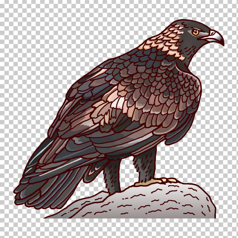Feather PNG, Clipart, Accipitridae, Bald Eagle, Beak, Bird Of Prey, Birds Free PNG Download