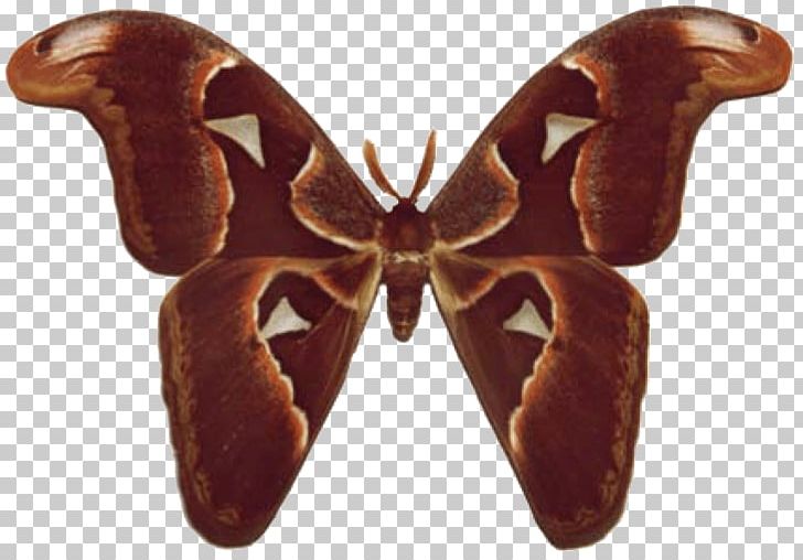 Butterfly Insect Moth Attacus Atlas Heliconius Charithonia PNG, Clipart, Arthropod, Attacus Atlas, Attacus Caesar, Butterflies And Moths, Butterfly Free PNG Download
