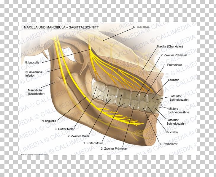 Nerve Maxilla Mandible Alaleuanluu Anatomy PNG, Clipart, Alaleuanluu, Anatomy, Angle, Bone, Canine Tooth Free PNG Download