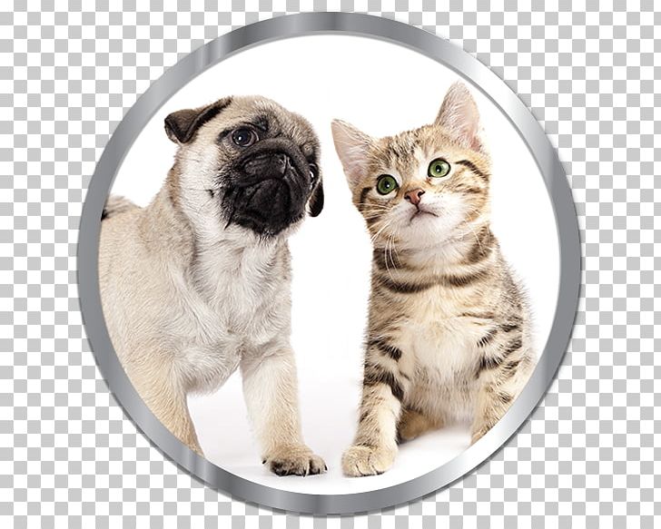 Pug Puppy Kitten Cat Beagle PNG, Clipart, Animals, Beagle, Carnivoran, Cat, Cat Like Mammal Free PNG Download