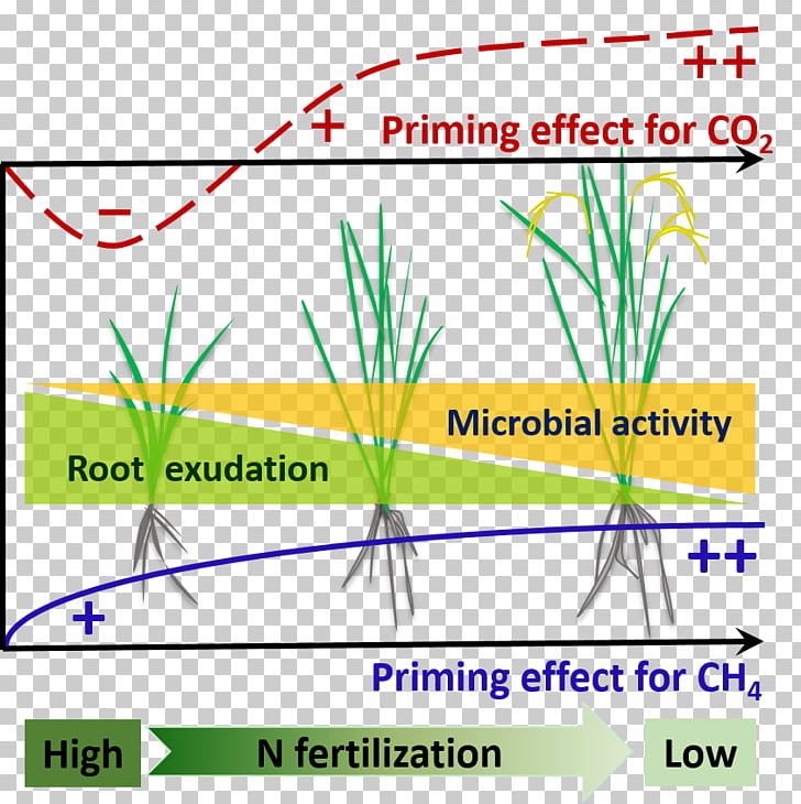 Rhizosphere Soil Organic Matter Priming PNG, Clipart, Angle, Area, Carbon Dioxide, Decomposition, Exudate Free PNG Download