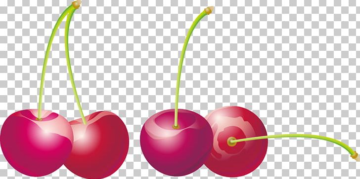 Cherry Auglis PNG, Clipart, Auglis, Cherry, Cherry Blossom, Cherry Blossoms, Cherry Vector Free PNG Download