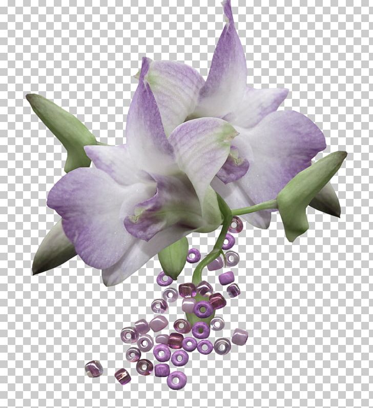 Dendrobium Flower PNG, Clipart, Animaatio, Dendrobium, Flower, Flower Bouquet, Flowering Plant Free PNG Download