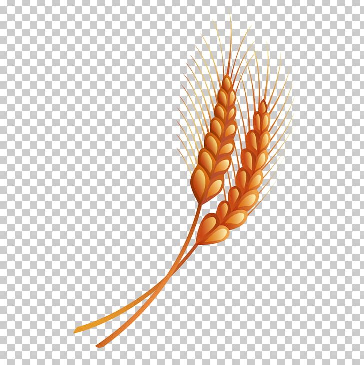 Drawing PNG, Clipart, Cartoon, Cartoon Wheat, Commodity, Drawn, Euclidean Vector Free PNG Download