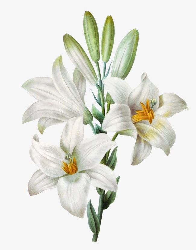 Hand-painted Lily PNG, Clipart, Flowers, Hand Painted, Hand Painted Clipart, Hand Painted Lily, Lily Free PNG Download