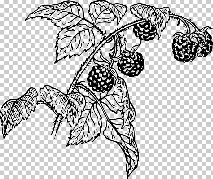 Raspberry Drawing Line Art PNG, Clipart, Art, Artwork, Berry, Black And White, Branch Free PNG Download