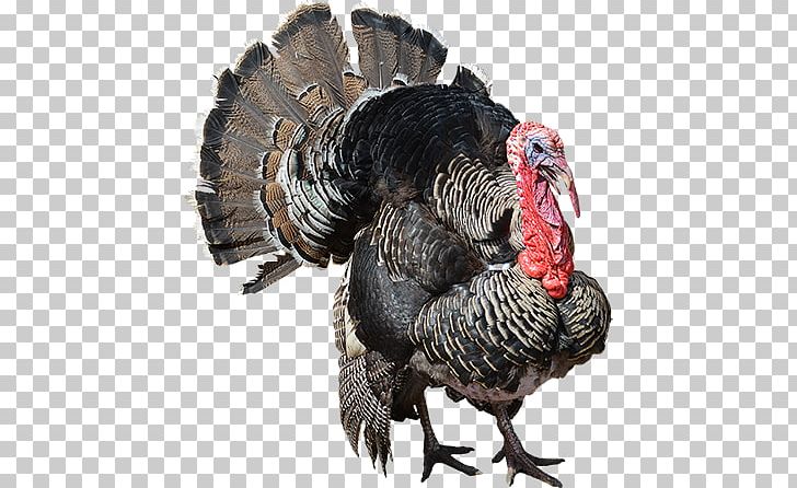 Turkey Meat PNG, Clipart, Beak, Bird, Clip Art, Computer Icons, Cutout Free PNG Download