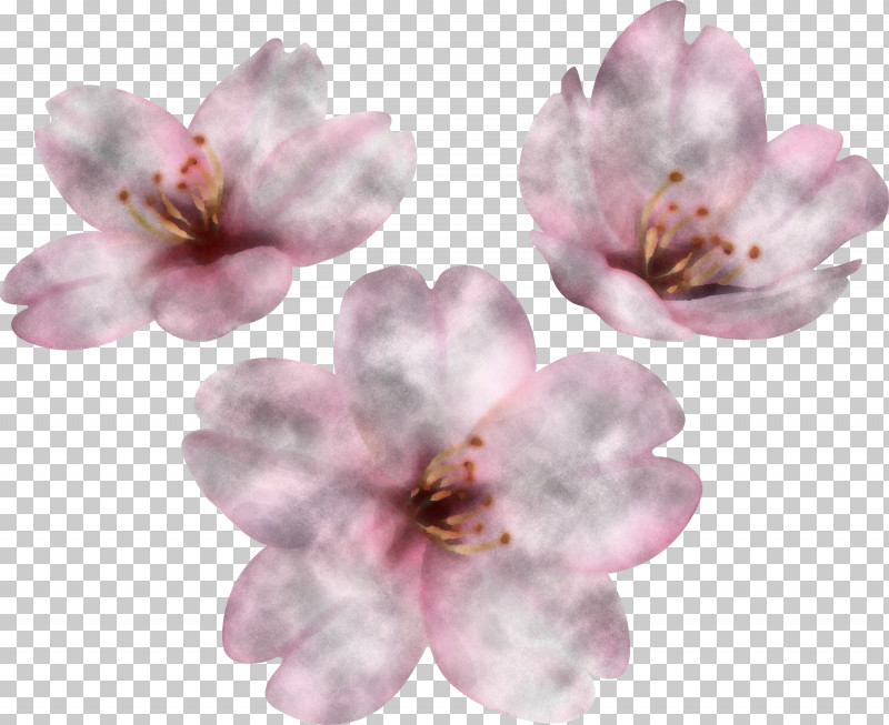 Cherry Blossom PNG, Clipart, Cherry Blossom, Petal Free PNG Download