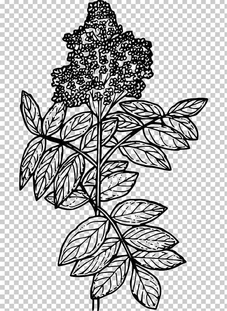 Line Art Elderberry Drawing PNG, Clipart, Art, Black And White, Branch, Coloring Book, Drawing Free PNG Download