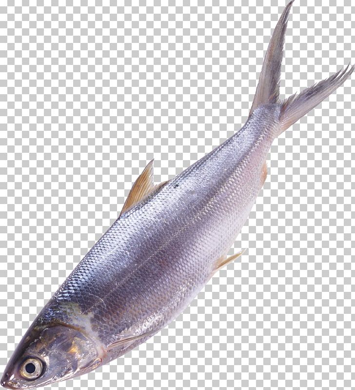 Papua New Guinea Fishing Fish As Food PNG, Clipart, Anchovy, Animals, Animal Source Foods, Bony Fish, Capelin Free PNG Download