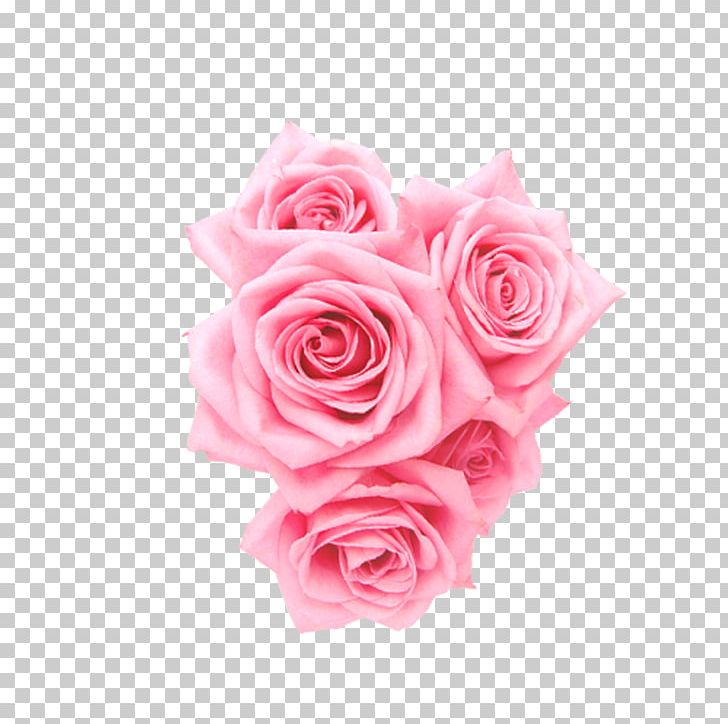 Beach Rose Garden Roses Centifolia Roses Pink Flower PNG, Clipart, Centifolia Roses, Color, Cut Flowers, Designer, Festival Free PNG Download