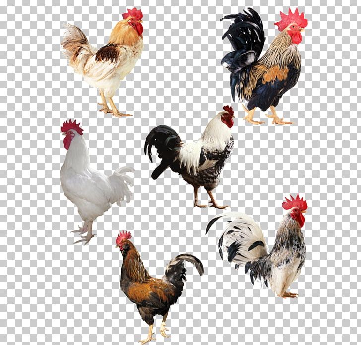 Rooster Chicken Desktop PNG, Clipart, Animals, Beak, Bird, Chicken, Desktop Wallpaper Free PNG Download
