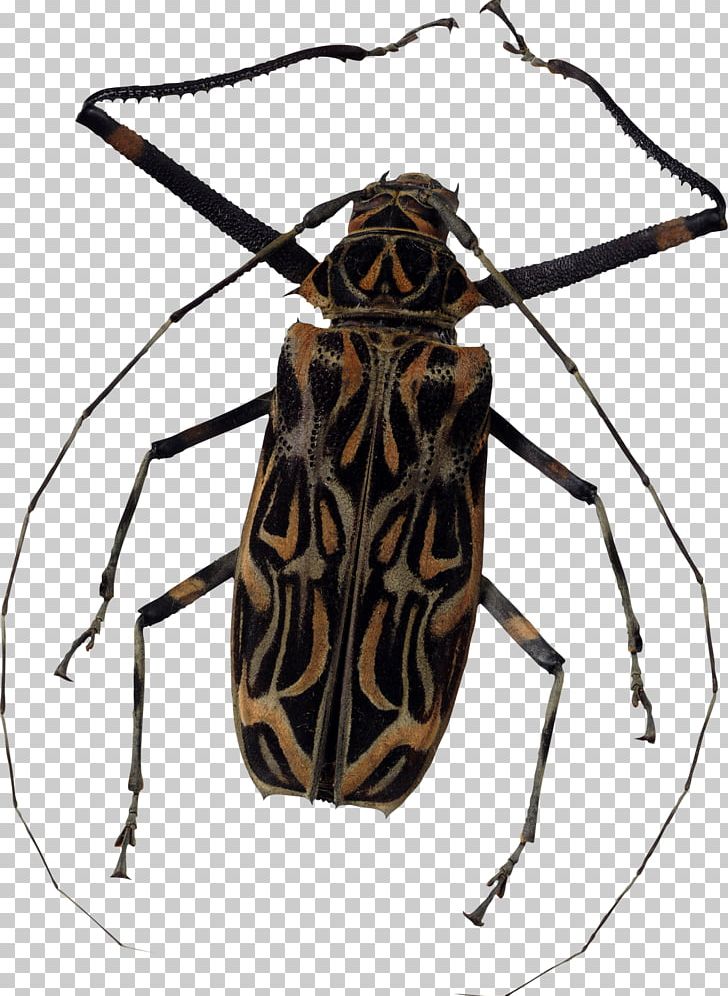 Photography Others Collection PNG, Clipart, Any Questions, Arthropod, Beetle, Bug, Clipping Path Free PNG Download