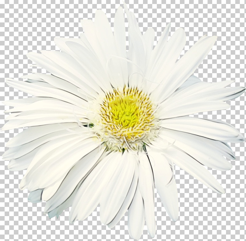 Daisy PNG, Clipart, Aster, Asterales, Barberton Daisy, Camomile, Chamomile Free PNG Download
