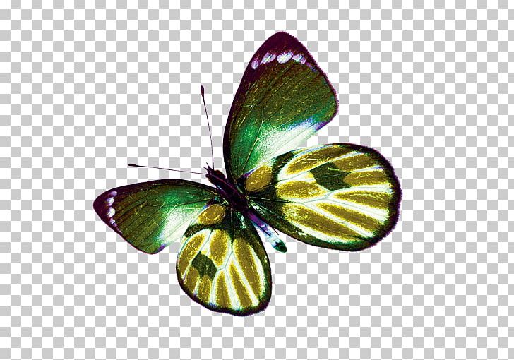 Butterfly Gold PNG, Clipart, Butterflies And Moths, Butterfly, Download, Gold, Gold Butterfly Free PNG Download