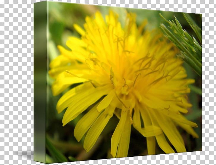 Dandelion Flatweed Sow Thistles Close-up Wildflower PNG, Clipart, Closeup, Daisy Family, Dandelion, Flatweed, Flower Free PNG Download