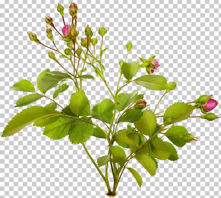 Flower Garden Rose Stock Photography PNG, Clipart, Branch, Flower, Flowering Plant, Flowerpot, Flowers Free PNG Download