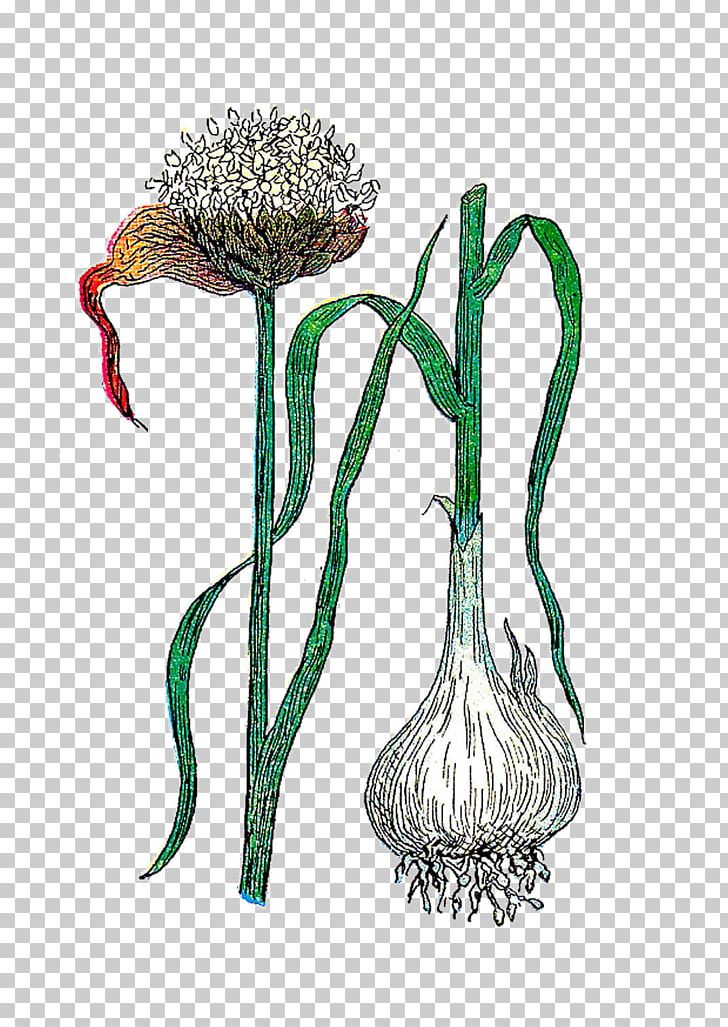Plant Garlic Botanical Illustration Flower Botany PNG, Clipart, Botanical Illustration, Botany, Flora, Flower, Flowering Plant Free PNG Download