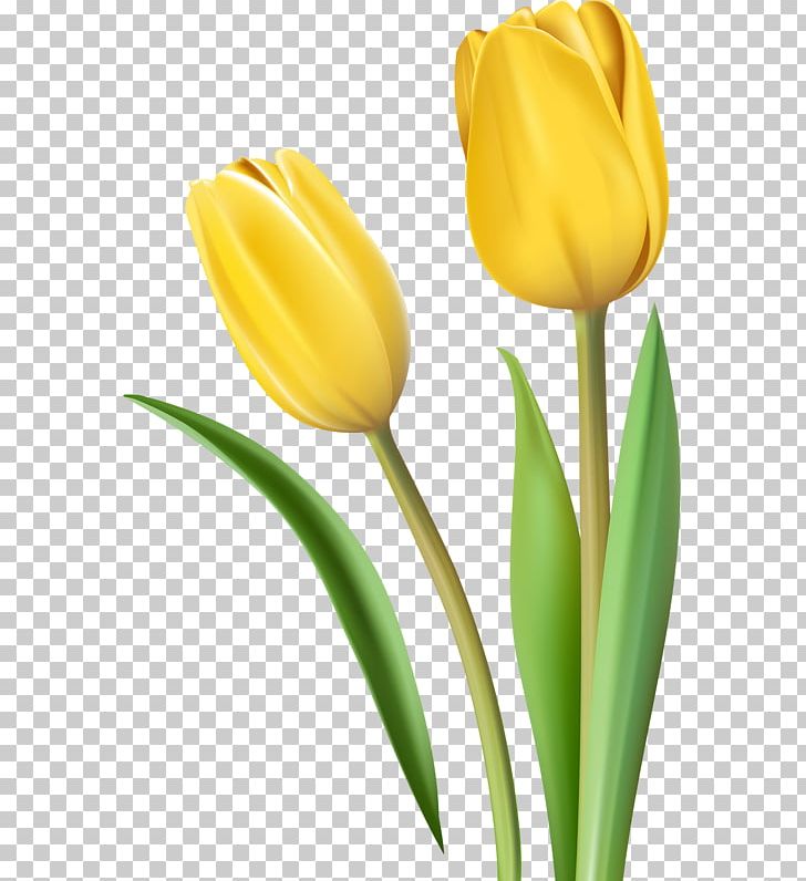 Tulip Yellow Cut Flowers PNG, Clipart, Animation, Bud, Cut Flowers, Flower, Flowering Plant Free PNG Download
