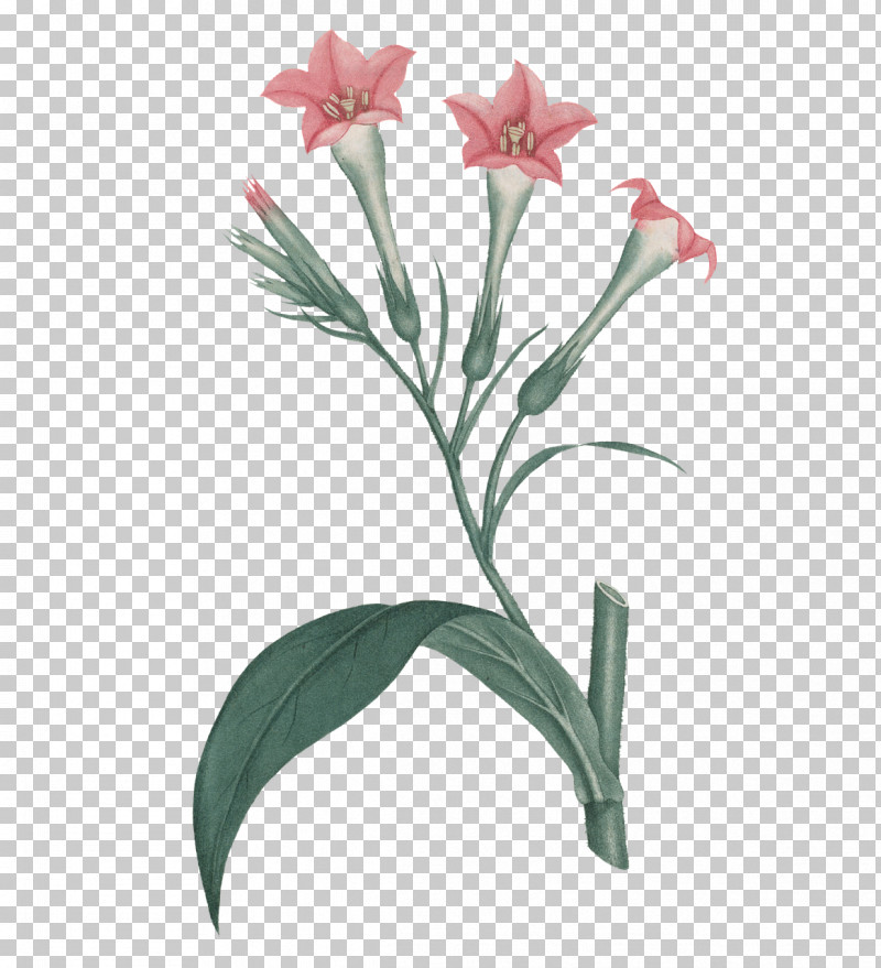 Floral Design PNG, Clipart, Amaryllis, Biology, Cut Flowers, Floral Design, Flower Free PNG Download