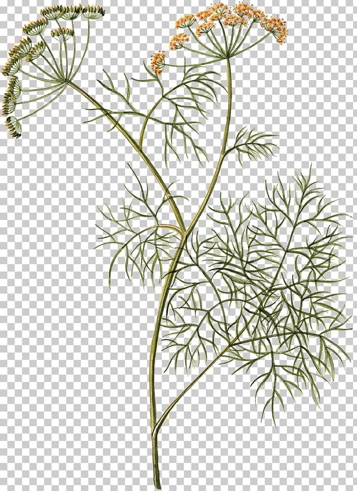 Dill Herb Plant Cow Parsley Fennel PNG, Clipart, Anise, Branch, Cow Parsley, Cut Flowers, Dill Free PNG Download