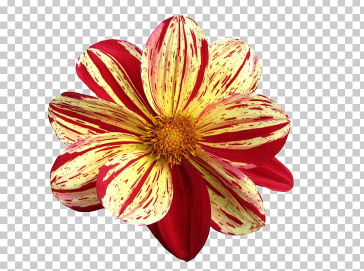 Flower Dahlia PNG, Clipart, Blossom, Chrysanths, Common Daisy, Cut Flowers, Dahlia Free PNG Download