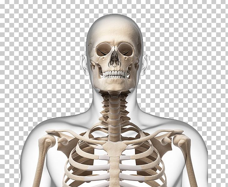 Human Skeleton Neck Bone Skull PNG, Clipart, Anatomy, Body, Body Structure, Dissection, Dog Shit And Human Shit Is Xxx Free PNG Download