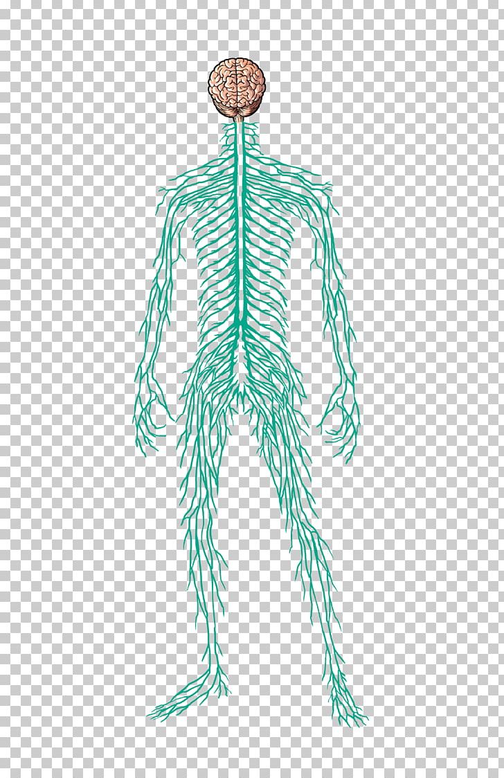 Nervous System Human Body Muscle Nerve Homo Sapiens PNG, Clipart, Costume Design, Dermatome, Diagram, Endocrine System, Fictional Character Free PNG Download