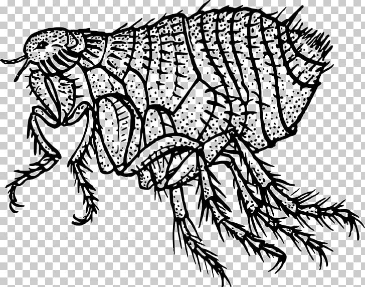 The Flea Insect Louse Dog PNG, Clipart, Animal, Art, Bed Bug, Black And White, Cat Flea Free PNG Download