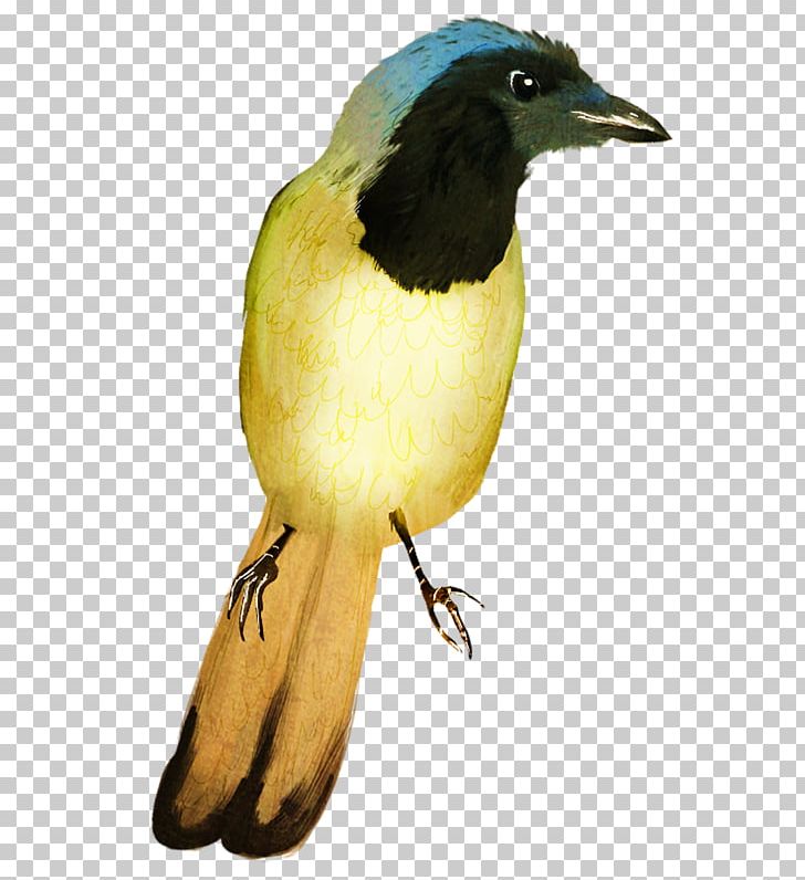 Bird Eurasian Golden Oriole Kingfisher PNG, Clipart, Animal, Animals, Beak, Bird, Cari Free PNG Download