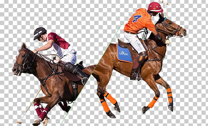 Caballo Polo Argentino Equestrian Sports La Martina PNG, Clipart, Animal Sports, Bridle, Caballo Polo Argentino, Equestrian, Equestrian Sport Free PNG Download