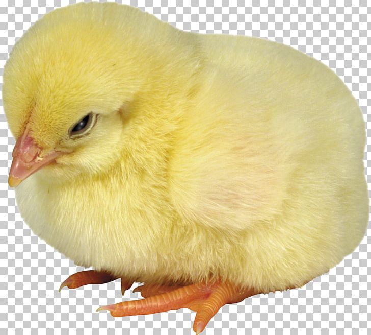Chicken Desktop PNG, Clipart, Animals, Beak, Bird, Chicken, Computer Free PNG Download