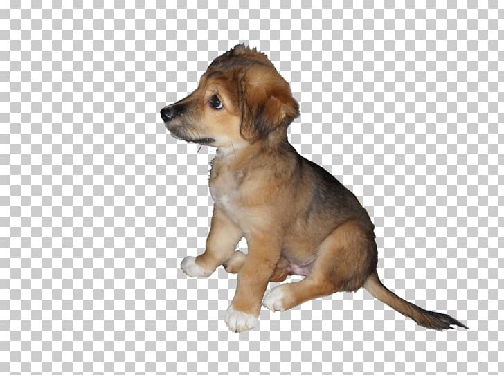 Dog Breed Puppy Companion Dog PNG, Clipart, Animals, Breed, Carnivoran, Companion Dog, Crossbreed Free PNG Download