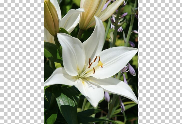 Crinum Petal Lily M PNG, Clipart, Crinum, Flower, Flowering Plant, Lily, Lily Family Free PNG Download