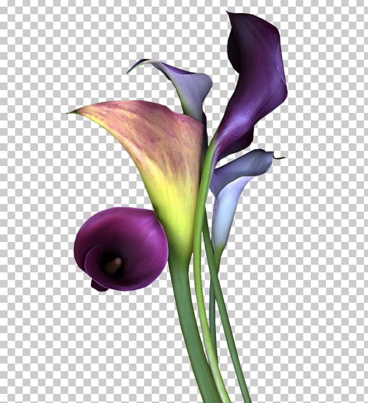 Flower Bouquet Mauve Violet Lavender PNG, Clipart, Arum Family, Arum Lilies, Blue, Cicekler, Color Free PNG Download