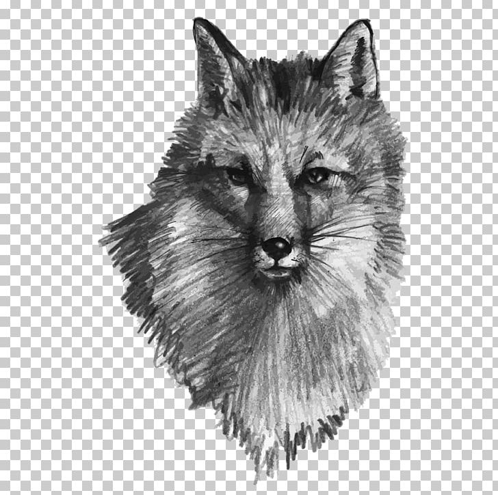 Gray Wolf Drawing Fox Illustration PNG, Clipart, Animals, Carnivoran, Cat Like Mammal, Dog Like Mammal, Fauna Free PNG Download