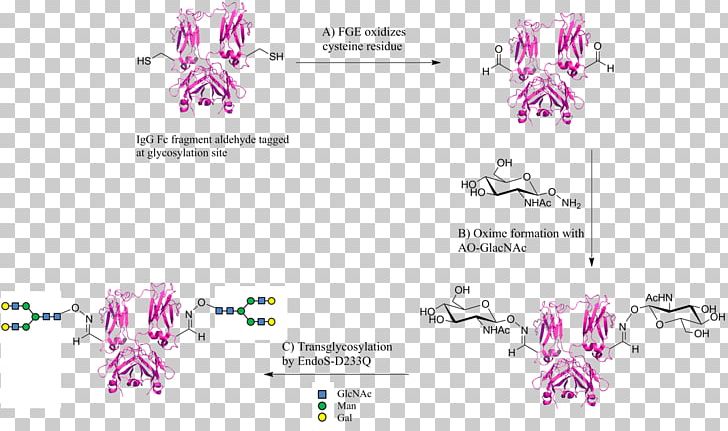 Aldehyde Tag Fragment Crystallizable Region Protein Tag Glycan PNG, Clipart, Aldehyde Tag, Antibody, Area, Brand, Chemical Free PNG Download