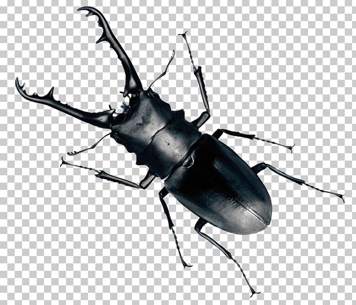Beetle PNG, Clipart, Animation, Arthropod, Beetle Bug, Bite, Black And White Free PNG Download